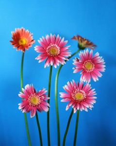 Pink Gerbera Daisies